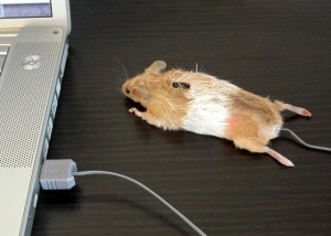 Компьютерная мышка.